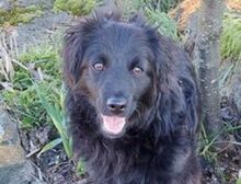 CARLO, Hund, Mischlingshund in Helmbrechts