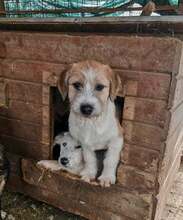 KALEO, Hund, Mischlingshund in Rumänien