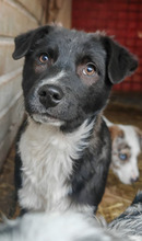 CHANEL, Hund, Mischlingshund in Rumänien