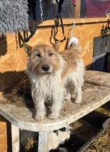 SIGGI, Hund, Foxterrier-Mix in Kerpen