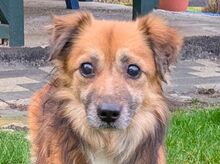 DIDRIK, Hund, Mischlingshund in Ruppichteroth