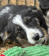 AMY, Hund, Mischlingshund in Rumänien