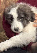 YOSIE, Hund, Mischlingshund in Rumänien