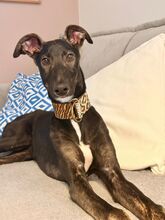 CALEB, Hund, Galgo Español in Eitorf