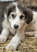 AMALIA, Hund, Mischlingshund in Rumänien