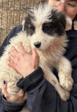 AMIRELLA, Hund, Mischlingshund in Rumänien