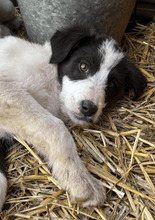 OLIVE, Hund, Mischlingshund in Rumänien