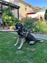GINO, Hund, Mischlingshund in Wolfsburg