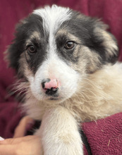 ARLO, Hund, Mischlingshund in Rumänien