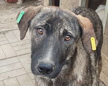 FREDDY, Hund, Mischlingshund in Rumänien