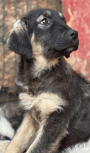 AMALFI, Hund, Mischlingshund in Rumänien