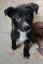 RONNY, Hund, Mischlingshund in Rumänien