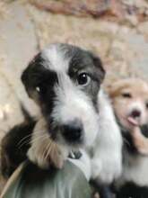 HARRIET, Hund, Mischlingshund in Rumänien