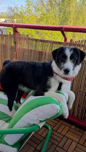HARRIET, Hund, Mischlingshund in Brandenburg