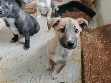 HERMY, Hund, Mischlingshund in Rumänien