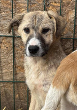 GRAYA, Hund, Mischlingshund in Kerpen