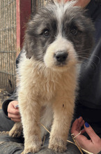 BONNIE, Hund, Mischlingshund in Rumänien