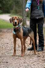 NOAH 347-24-P, Hund, Deutsche Bracke-Mix in Triberg