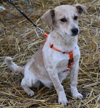 LIBBY, Hund, Mischlingshund in Ungarn