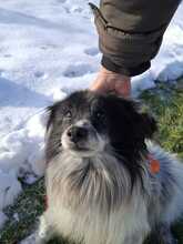 HAPPY, Hund, Mischlingshund in Slowakische Republik