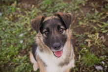 SUKI, Hund, Mischlingshund in Kroatien