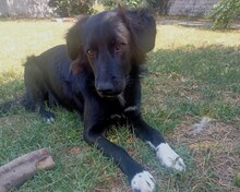 JANUS, Hund, Mischlingshund in Aerzen