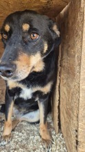 HEDDA, Hund, Mischlingshund in Koblenz
