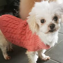 FLEUR, Hund, Malteser in Wiesenbach