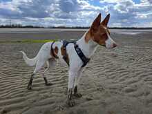 MARCOS, Hund, Podenco in Penzberg
