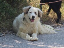 JANET, Hund, Mischlingshund in Griechenland