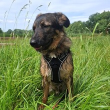 MAUI, Hund, Mischlingshund in Cottbus