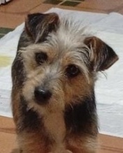 GEMMA, Hund, Mischlingshund in Italien