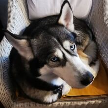 PERLA, Hund, Siberian Husky in Hirschstein