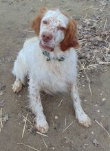 RUDI, Hund, Mischlingshund in Griechenland