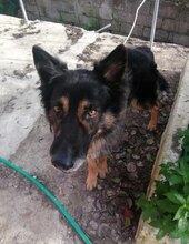 BENJAMIN, Hund, Mischlingshund in Griechenland