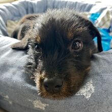 ANJALI, Hund, Mischlingshund in Henstedt-Ulzburg