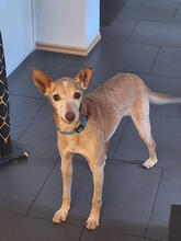 PORTO, Hund, Podengo Portugueso Pequeno-Mix in Erkrath