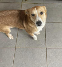 KIRBY, Hund, Mischlingshund in Portugal