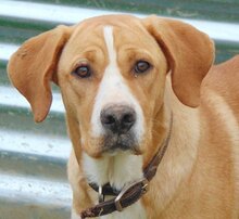 BEE, Hund, Mischlingshund in Griechenland