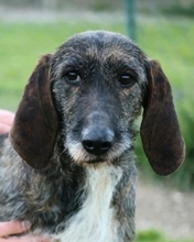 KIRA, Hund, Segugio Italiano-Mix in Italien