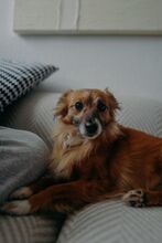 ELENKA, Hund, Mischlingshund in Rostock