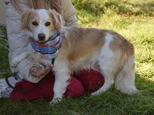 DARIUS, Hund, Mischlingshund in Hamburg