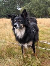 BALKAN, Hund, Mischlingshund in Seevetal