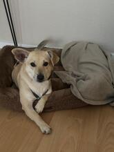 ROSA, Hund, Mischlingshund in Hamburg