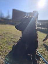 LILLI, Hund, Mischlingshund in Herten