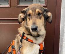 SKADI, Hund, Mischlingshund in Hamburg