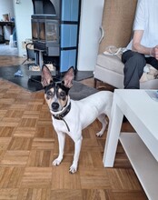 NATI, Hund, Bodeguero Andaluz in Hamburg