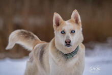BLUE, Hund, Husky Mix in Kiel