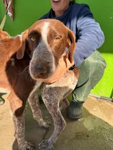 COLACAO, Hund, Deutsch Drahthaar in Bonn