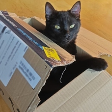 TEMPURA, Katze, Europäisch Kurzhaar in Spanien